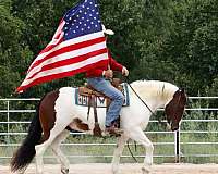jumping-gypsy-vanner-horse