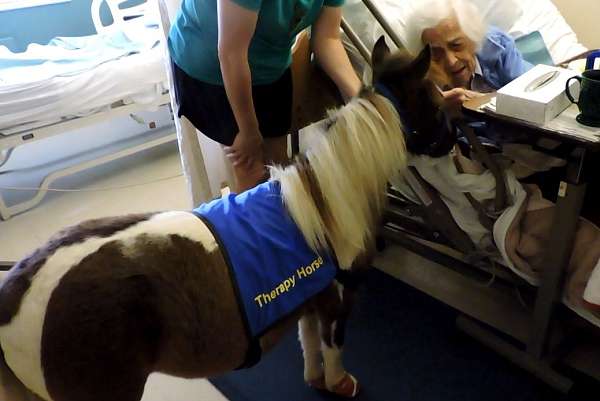 jumping-miniature-horse