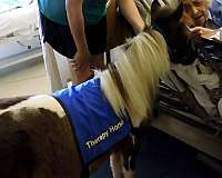 jumping-miniature-horse