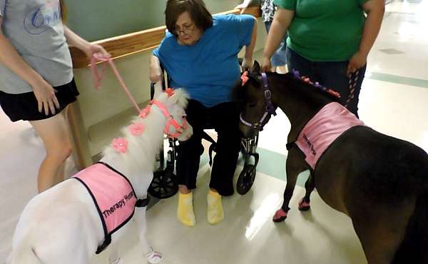 kid-safe-miniature-horse