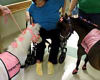 kid-safe-miniature-horse