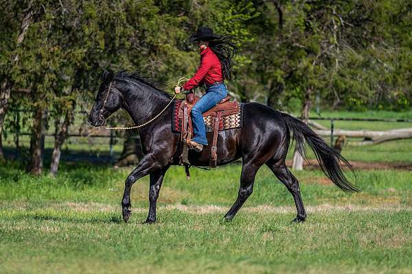 kid-safe-quarter-horse