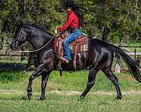 kid-safe-quarter-horse