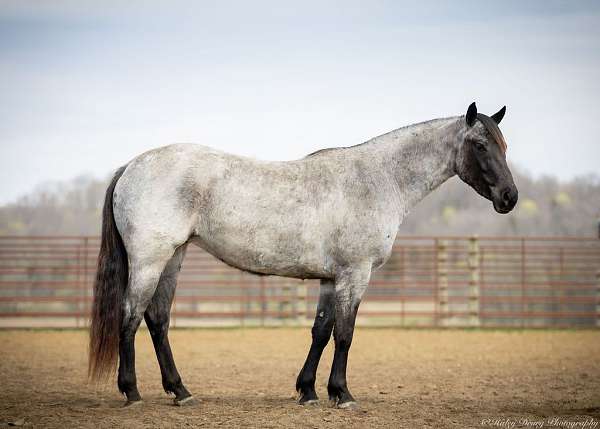 kid-safe-quarter-horse