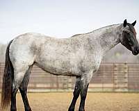 kid-safe-quarter-horse