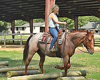 kids-horse-quarter
