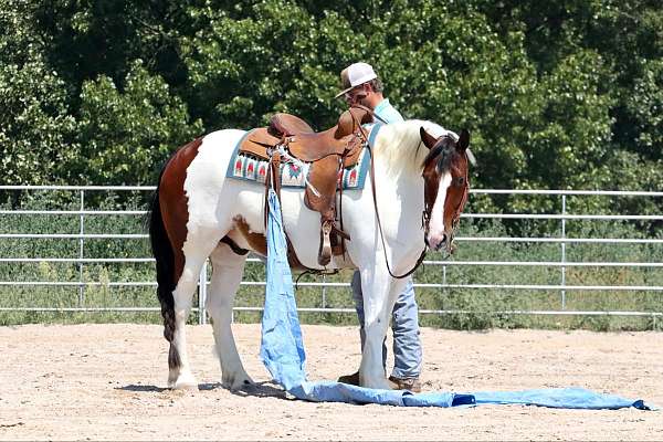 lesson-gypsy-vanner-horse