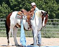 lesson-gypsy-vanner-horse