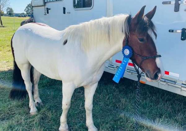 parade-gypsy-vanner-horse