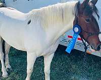 parade-gypsy-vanner-horse