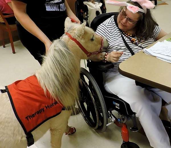 parade-miniature-horse