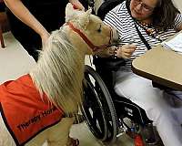 parade-miniature-horse