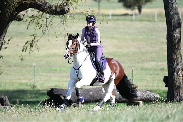 performance-gypsy-vanner-horse