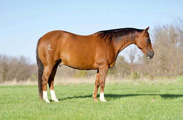 performance-quarter-horse