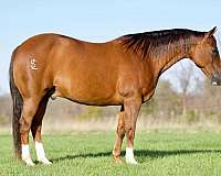 performance-quarter-horse