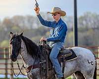 performance-quarter-horse