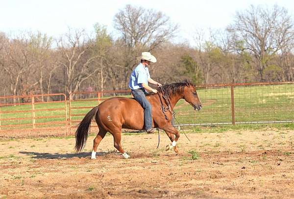 ranch-versatility-quarter-horse