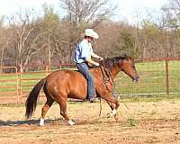 ranch-versatility-quarter-horse