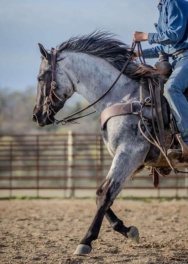 ranch-versatility-quarter-horse