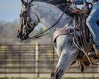 ranch-versatility-quarter-horse