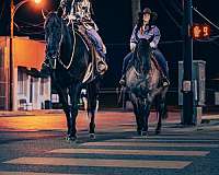 ranch-versatility-quarter-horse