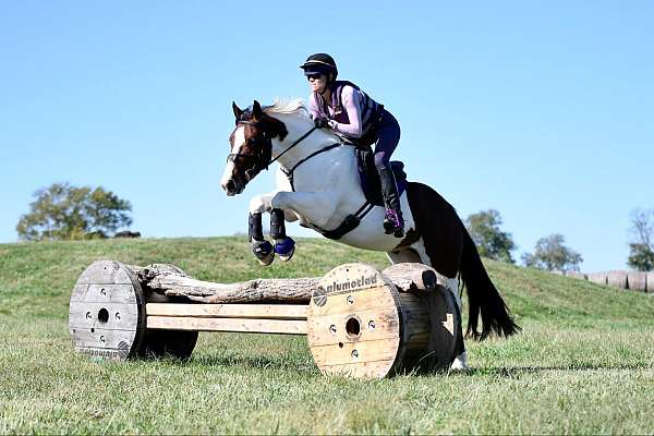 ranch-work-gypsy-vanner-horse
