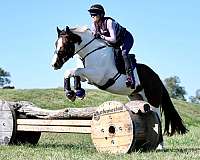 ranch-work-gypsy-vanner-horse
