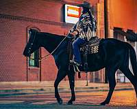 ranch-work-quarter-horse