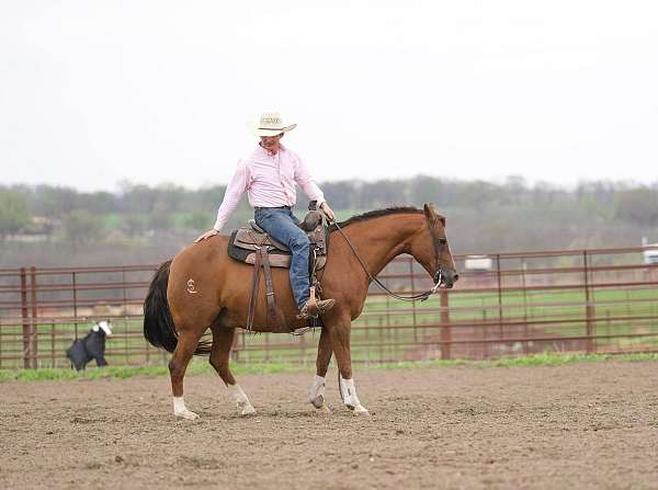 ranch-work-quarter-horse