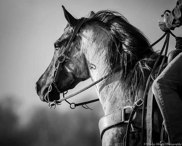 ranch-work-quarter-horse