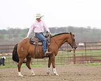 ranch-work-quarter-horse
