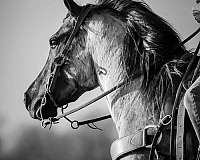 ranch-work-quarter-horse