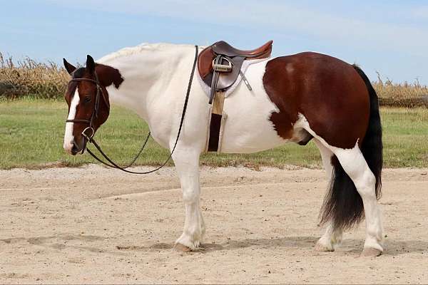 ridden-english-gypsy-vanner-horse