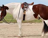 ridden-english-gypsy-vanner-horse