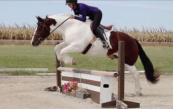ridden-western-gypsy-vanner-horse