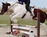 ridden-western-gypsy-vanner-horse
