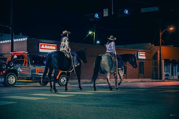 rodeo-quarter-horse