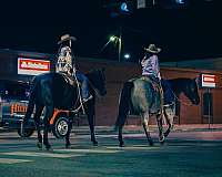 rodeo-quarter-horse