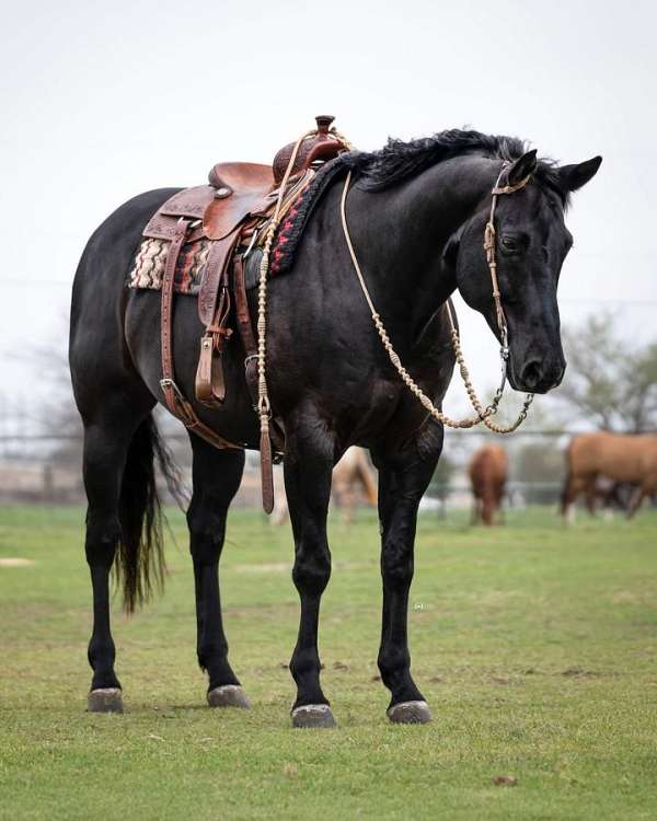 roping-quarter-horse