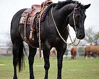 roping-quarter-horse