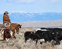 roping-quarter-horse