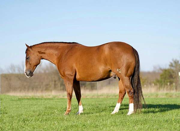 roping-quarter-horse