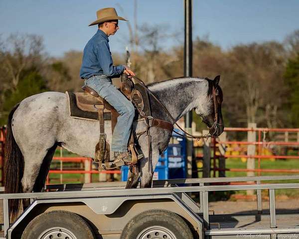 roping-quarter-horse