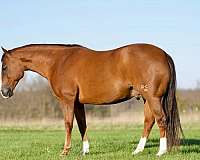 roping-quarter-horse
