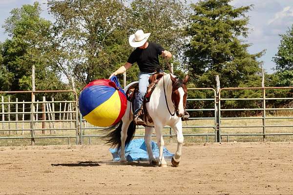 show-gypsy-vanner-horse