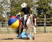 show-gypsy-vanner-horse