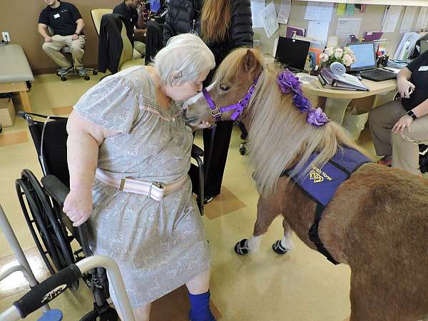 show-miniature-horse