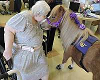 show-miniature-horse