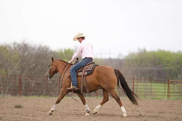 show-quarter-horse
