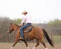 show-quarter-horse